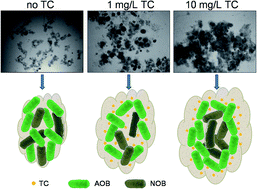 Graphical abstract: Investigation of fate and behavior of tetracycline in nitrifying sludge system