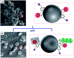 Graphical abstract: Microstructure manipulation and guest release from cation responsive peptide microspheres
