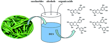 Graphical abstract: Efficient extraction of major catechins in Camellia sinensis leaves using green choline chloride-based deep eutectic solvents