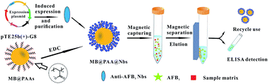 Graphical abstract: Magnetic beads carrying poly(acrylic acid) brushes as “nanobody containers” for immunoaffinity purification of aflatoxin B1 from corn samples