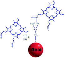 Graphical abstract: Efficient functionalization of gold nanoparticles using cysteine conjugated protoporphyrin IX for singlet oxygen production in vitro