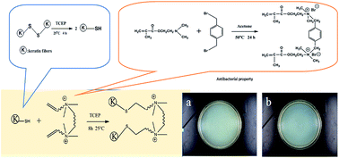 Graphical abstract: Synthesis of a gemini quaternary ammonium salt and its reaction with wool fabric using click chemistry