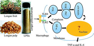 Graphical abstract: Characterization of polysaccharide from longan pulp as the macrophage stimulator