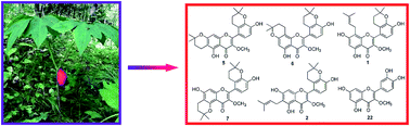 Graphical abstract: Prenylated flavonoids from the fruits of Sinopodophyllum emodi and their cytotoxic activities