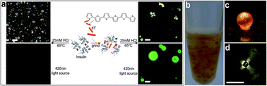 Graphical abstract: Tuning the aqueous self-assembly process of insulin by a hydrophobic additive