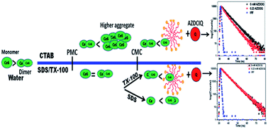 Graphical abstract: Surfactant induced aggregation–disaggregation of photodynamic active chlorin e6 and its relevant interaction with DNA alkylating quinone in a biomimic micellar microenvironment