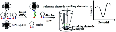 Graphical abstract: An electrochemical sensing strategy for the detection of the hepatitis B virus sequence with homogenous hybridization based on host–guest recognition