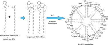 Graphical abstract: Transforming linoleic acid into a nanoemulsion for enhanced activity against methicillin susceptible and resistant Staphylococcus aureus