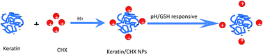 Graphical abstract: Preparation of keratin/chlorhexidine complex nanoparticles for long-term and dual stimuli-responsive release