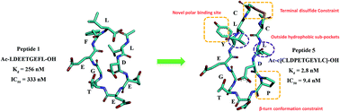Graphical abstract: Binding thermodynamics and kinetics guided optimization of potent Keap1–Nrf2 peptide inhibitors