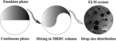 Graphical abstract: Study of mean diameter and drop size distribution of emulsion drops in a modified rotating disc contactor for an emulsion liquid membrane system