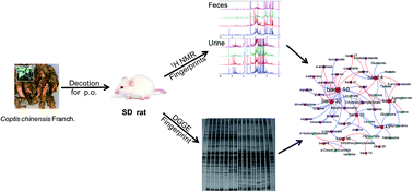Graphical abstract: An integrated metabonomics and microbiology analysis of host-microbiota metabolic interactions in rats with Coptis chinensis-induced diarrhea