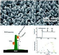 Graphical abstract: Direct electrochemical deposition of polyaniline nanowire array on reduced graphene oxide modified graphite electrode for direct electron transfer biocatalysis