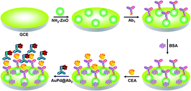 Graphical abstract: Application of three-dimensional flower-like nanomaterials in the fabrication of sandwich-type electrochemical immunosensors