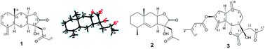 Graphical abstract: Structurally novel C17-sesquiterpene lactones from Ainsliaea pertyoides