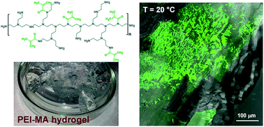Graphical abstract: Supramolecular polycationic hydrogels with high swelling capacity prepared by partial methacrylation of polyethyleneimine