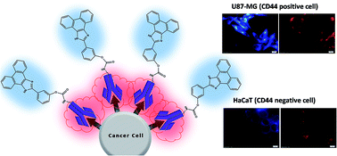 Graphical abstract: A multi-functional fluorescent scaffold as a multi-colour probe: design and application in targeted cell imaging