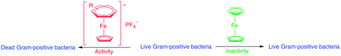 Graphical abstract: Redox-active cationic organoiron complex: a promising lead structure for developing antimicrobial agents with activity against Gram-positive pathogens including methicillin-resistant Staphylococcus aureus and vancomycin-resistant Enterococcus faecium