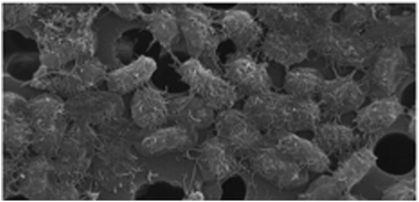 Graphical abstract: Carbon nanotube-assisted capturing of bacterial pathogens