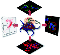 Graphical abstract: Targeted delivery of a novel peptide–docetaxel conjugate to MCF-7 cells through neuropilin-1 receptor: reduced toxicity and enhanced efficacy of docetaxel