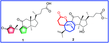 Graphical abstract: Ganocochlearic acid A, a rearranged hexanorlanostane triterpenoid, and cytotoxic triterpenoids from the fruiting bodies of Ganoderma cochlear