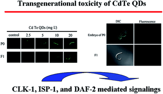 Graphical abstract: Crucial role of intestinal barrier in the formation of transgenerational toxicity in quantum dot exposed nematodes Caenorhabditis elegans