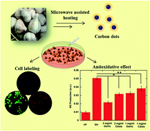 Graphical abstract: Theranostic carbon dots derived from garlic with efficient anti-oxidative effects towards macrophages