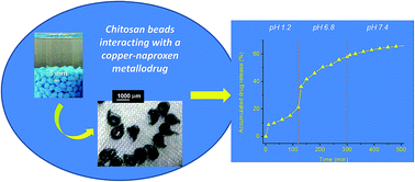 Graphical abstract: Interaction of chitosan beads with a copper–naproxen metallodrug