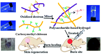 Graphical abstract: Injectable polysaccharide hybrid hydrogels as scaffolds for burn wound healing