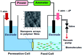 Graphical abstract: Controlled protein separation based on pressure–voltage (P–V) coupling effects in a nanopore based device