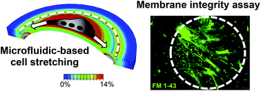 Graphical abstract: Microfluidic-assisted cyclic mechanical stimulation affects cellular membrane integrity in a human muscular dystrophy in vitro model