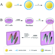 Graphical abstract: Process characterization of epithelial–mesenchymal transition in alveolar epithelial type II cells using surface-enhanced Raman scattering spectroscopy