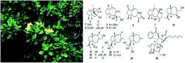 Graphical abstract: Anti-HIV terpenoids from Daphne aurantiaca Diels. stems