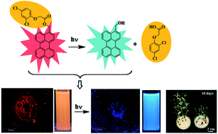 Graphical abstract: Nano-pesticide formulation based on fluorescent organic photoresponsive nanoparticles: for controlled release of 2,4-D and real time monitoring of morphological changes induced by 2,4-D in plant systems