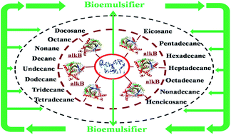 Graphical abstract: Hydrocarbon degradation by a newly isolated thermophilic Anoxybacillus sp. with bioemulsifier production and new alkB genes