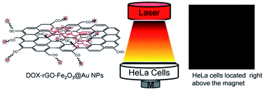 Graphical abstract: Fe2O3@Au core@shell nanoparticle–graphene nanocomposites as theranostic agents for bioimaging and chemo-photothermal synergistic therapy