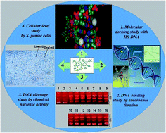 Graphical abstract: Synthesis of 1,3,5-trisubstituted pyrazoline derivatives and their applications