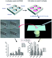 Graphical abstract: Long term effects of substrate stiffness on the development of hMSC mechanical properties