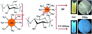 Graphical abstract: TEMPO-mediated oxidized nanocellulose incorporating with its derivatives of carbon dots for luminescent hybrid films