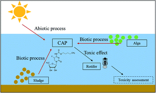 Graphical abstract: Evaluation of the aquatic toxic effect varied during the degradation of capecitabine under the environmental abiotic and biotic processes