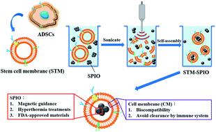 Graphical abstract: Biomimetic stem cell membrane-camouflaged iron oxide nanoparticles for theranostic applications