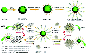 Graphical abstract: New nanoplatforms based on upconversion nanoparticles and single-walled carbon nanohorns for sensitive detection of acute promyelocytic leukemia