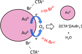 Graphical abstract: Morphological evolution of noble metal nanoparticles in chloroform: mechanism of switching on/off by protic species