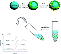 Graphical abstract: Enantiomer separation of propranolol and tryptophan using bovine serum albumin functionalized silica nanoparticles as adsorbents