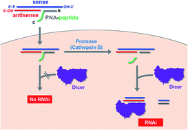 Graphical abstract: Utilization of a PNA-peptide conjugate to induce a cancer protease-responsive RNAi effect