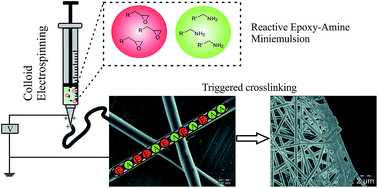 Graphical abstract: Dual-compartment nanofibres: separation of two highly reactive components in close vicinity