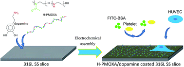 Graphical abstract: Pseudopeptide polymer coating for improving biocompatibility and corrosion resistance of 316L stainless steel