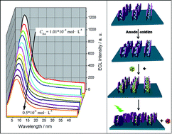 Graphical abstract: A three dimensional nanowall of calcein/layered double hydroxide as an electrogenerated chemiluminescence sensor