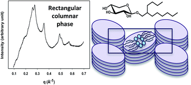 Graphical abstract: Biomass derived xylose Guerbet surfactants: thermotropic and lyotropic properties from small-angle X-ray scattering