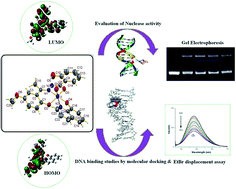 Graphical abstract: A family of mixed-ligand oxidovanadium(v) complexes with aroylhydrazone ligands: a combined experimental and computational study on the electronic effects of para substituents of hydrazone ligands on the electronic properties, DNA binding and nuclease activities
